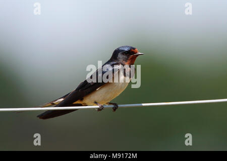 Adulto Boerenzwaluw zittend op draad Nederland; Barn Swallow adulto appollaiato sul filo Paesi Bassi Foto Stock