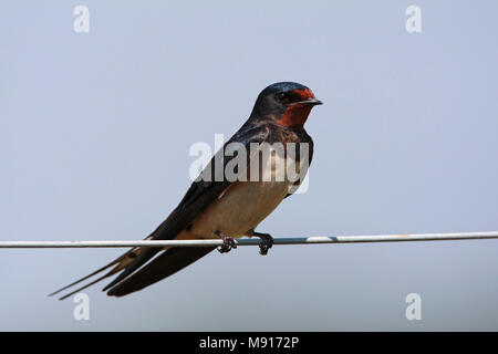 Adulto Boerenzwaluw zittend op draad Nederland; Barn Swallow adulto appollaiato sul filo Paesi Bassi Foto Stock