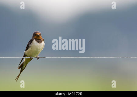 Adulto Boerenzwaluw zittend op draad Nederland, Barn Swallow adulto appollaiato sul filo Paesi Bassi Foto Stock