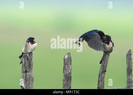 Juveniele Boerenzwaluw porta gevoerd ouder Nederland, capretti Barn Swallow alimentato dalla casa madre Paesi Bassi Foto Stock