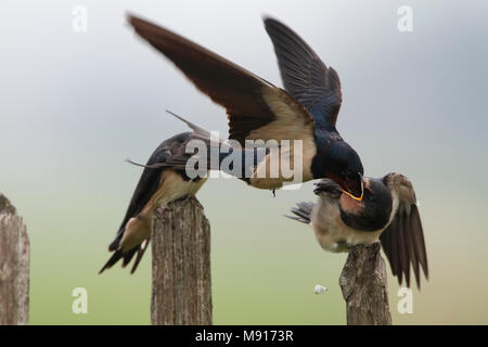 Jongen Boerenzwaluw porta gevoerd ouder Nederland; Barn Swallow giovani alimentato dalla casa madre Paesi Bassi Foto Stock