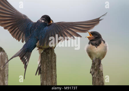 Jongen Boerenzwaluw porta gevoerd ouder Nederland; Barn Swallow giovani alimentato dalla casa madre Paesi Bassi Foto Stock