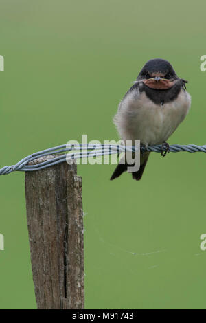 Boerenzwaluw juveniel zittend op draad Nederland; Barn Swallow capretti appollaiato sul filo Paesi Bassi Foto Stock