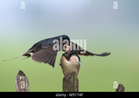 Jongen Boerenzwaluw porta gevoerd ouder Nederland; Barn Swallow giovani alimentato dalla casa madre Paesi Bassi Foto Stock