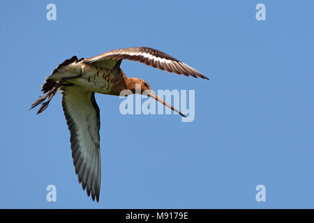 In Grutto vlucht Nederland, nero-tailed Godwit in volo Paesi Bassi Foto Stock