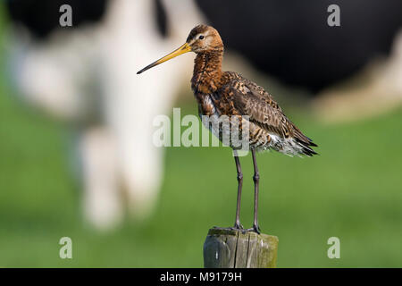 Grutto staand op paal Nederland, nero-tailed Godwit permanente al palo Nederland Foto Stock