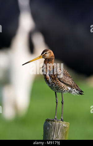 Grutto staand op paal Nederland, nero-tailed Godwit permanente al palo Nederland Foto Stock