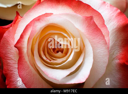 La più bella rosa rossa . Primo piano del nucleo di una rosa. Foto Stock