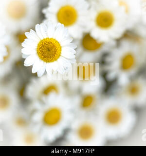 Margherite bianche Foto Stock