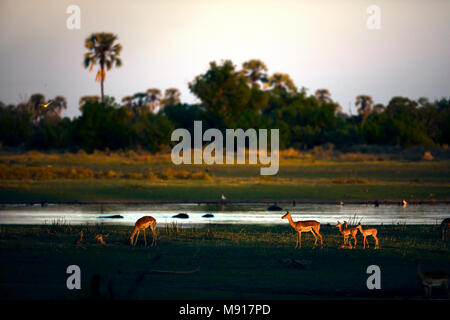 Un Impala famiglia presso sunrise nel Moremi Game Reserve in Okavango Delta del Botswana. Foto Stock