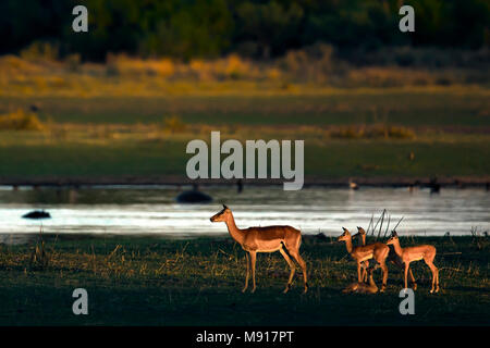 Un Impala famiglia presso sunrise nel Moremi Game Reserve in Okavango Delta del Botswana. Foto Stock