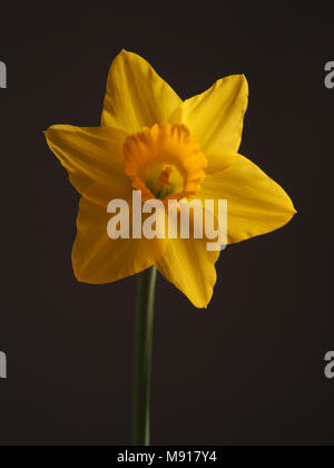 Bella singola daffodil su uno sfondo scuro, stagionali impiantistica Foto Stock