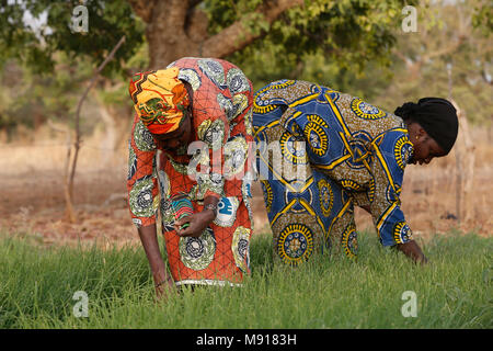 UBTEC ONG in un villaggio nei pressi di Ouahigouya, in Burkina Faso. I membri di una cooperativa al lavoro in un orto. Foto Stock