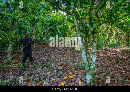 La Costa d Avorio. Agricoltore la raccolta di cacao nella sua piantagione. Foto Stock
