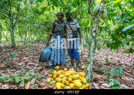 La Costa d Avorio. Agricoltore la raccolta di cacao con sua moglie. Foto Stock