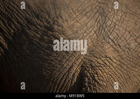Elefante africano (Loxodonta africana). Close-up della pelle. Foto Stock