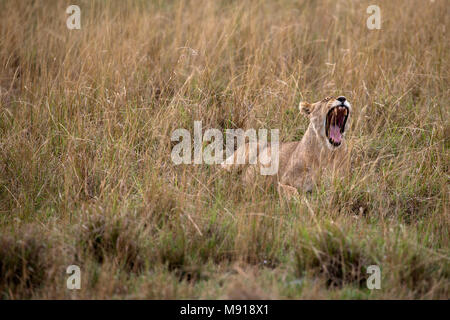 Leonessa a sbadigliare (Panthera leo). Masai Mara Game Reserve. Kenya. Foto Stock