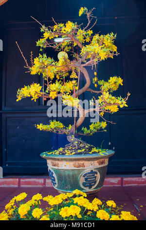 Bonsai Penjing e paesaggio in miniatura con albero sempreverde in un vassoio Vietnam asia Foto Stock