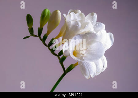 Fiore bianco Fresia Fiore con gocce d'acqua close-up Foto Stock