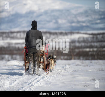 Sleddog a Abisko in Svezia settentrionale Foto Stock