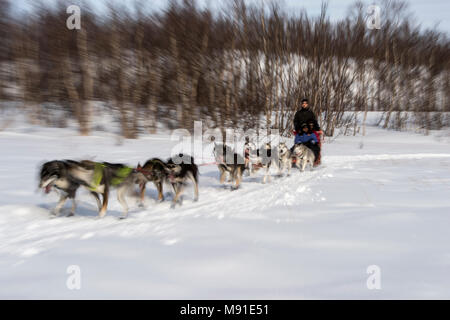 Sleddog a Abisko in Svezia settentrionale Foto Stock