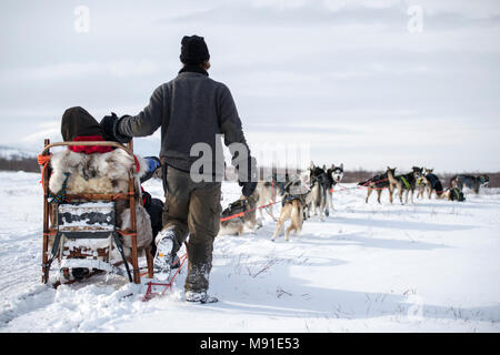 Sleddog a Abisko in Svezia settentrionale Foto Stock