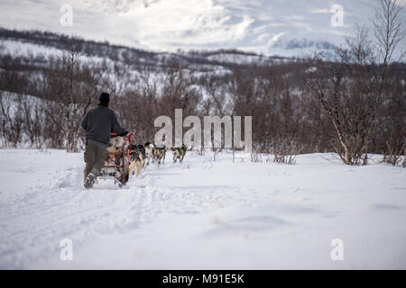 Sleddog a Abisko in Svezia settentrionale Foto Stock