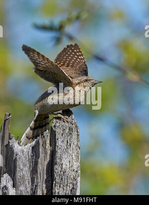 Draaihals, Eurasian spasmodico, Jynx torquilla Foto Stock