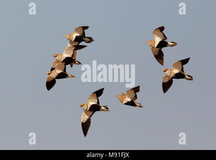 Zwartbuikzandhoen, Rospo Sandgrouse, Pterocles orientalis Foto Stock