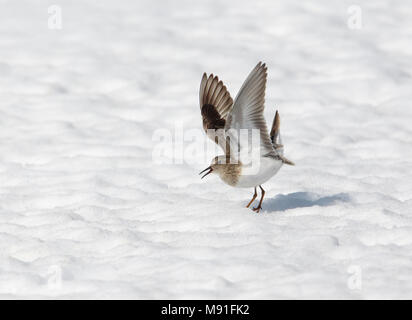 Temmincks Strandloper, Temminck's stint, Calidris temminckii Foto Stock