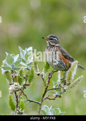 Volwassen Koperwiek, Adulti Eurasian Redwing Foto Stock