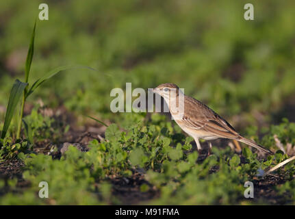 Duinpieper, fulvo, Pipit Anthus campestris Foto Stock