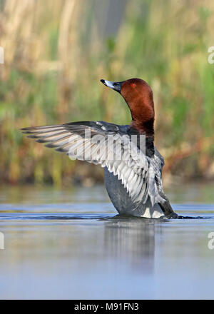 Pochard comune Finlandia può Foto Stock