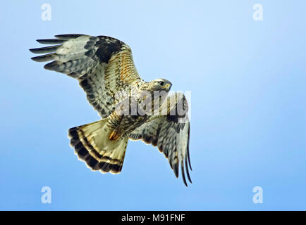 Rough-zampe Poiana Norvegia Giugno Piekana Norja 21.6. 2007 Buteo lagopus immagine kuva Foto Stock