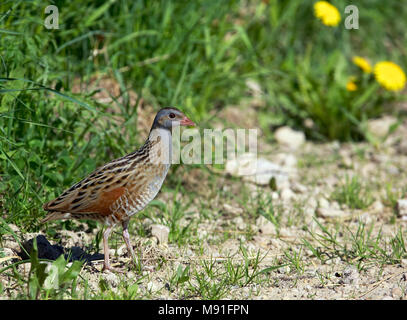 Kwartelkoning, Re di Quaglie, Crex crex Foto Stock
