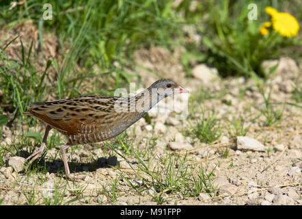 Kwartelkoning, Re di Quaglie, Crex crex Foto Stock