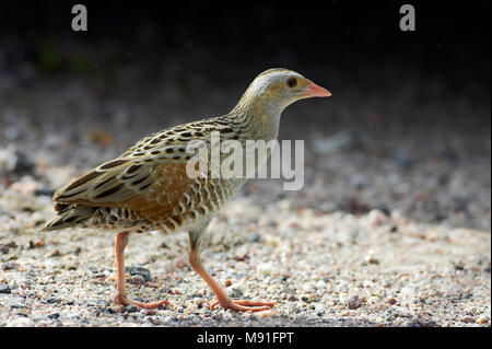 Kwartelkoning, Re di Quaglie, Crex crex Foto Stock