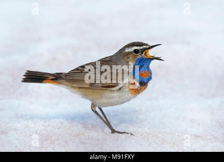 Pettazzurro Norvegia Giugno Sinirinta Luscinia svecica Galleria fotografica Natura Wildlife fotografia Birdpictures Luontokuvagalleria lintuvalokuvia Foto Stock