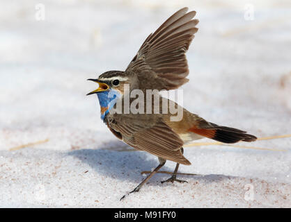 Pettazzurro Norvegia Sinirinta Luscinia svecica Foto Stock