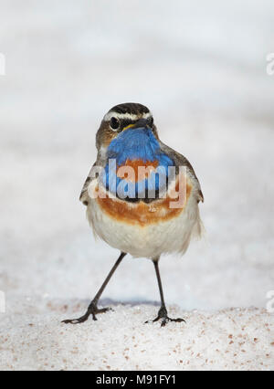 Pettazzurro Norvegia Sinirinta Luscinia svecica Foto Stock