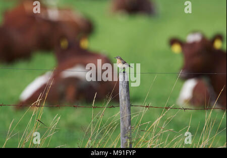 Tapuit, culbianco, Oenanthe oenanthe Foto Stock