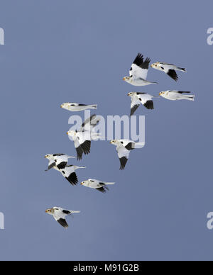 Sneeuwgors, Snow Bunting, Plectrophenax nivalis Foto Stock