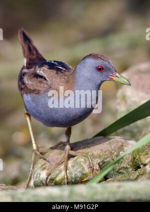 Volwassen Klein Waterhoen, adulto piccolo Crake Foto Stock