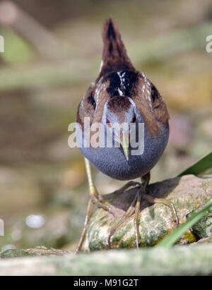 Volwassen Klein Waterhoen, adulto piccolo Crake Foto Stock