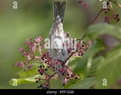 Sperwergrasmus, bloccate trillo, Sylvia nisoria Foto Stock