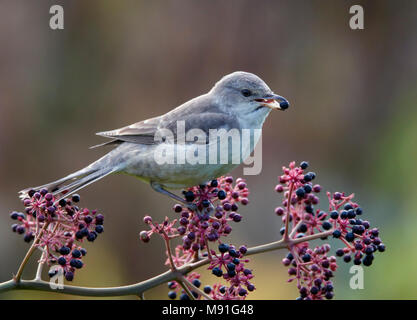 Sperwergrasmus, bloccate trillo, Sylvia nisoria Foto Stock