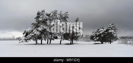 Alberi di pino su un campo in inverno Foto Stock