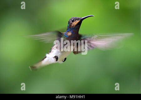 Witnekkolibrie onvolwassen mannetje in vlucht Tobago, bianco-giacobina a collo alto maschio immaturi in volo Tobago Foto Stock