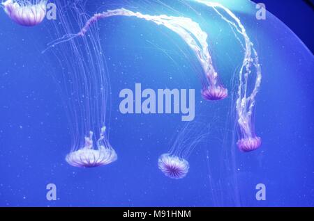 Meduse flottante in acquario Foto Stock