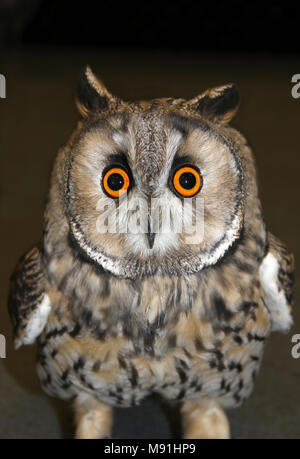 Long Eared Owl Asio otus faccia Shot
